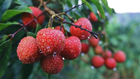 where are lychees grown in china